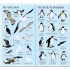 Usborne 199 Birds