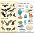 Usborne 199 Birds