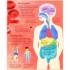 Usborne First Encyclopedia of the Human Body