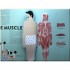 Thames and Hudson Anatomy: A Cutaway Look Inside the Human Body