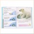 Usborne Bears