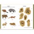 Nosy Crow National Trust: Go Wild in the Woods