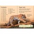 Usborne Tigers
