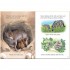 Usborne Baby Animals