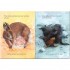 Usborne Baby Animals