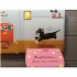 Campbell Books My Favourite Kitten