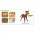 Touch and Explore Baby Animals