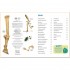 DK Verlag memo Wissen entdecken: Evolution
