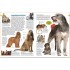 DK Verlag memo Wissen entdecken: Hunde