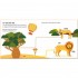 My First Book of Wild Animals