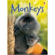 Usborne Monkeys