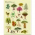 Usborne First Sticker Book: Trees