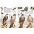 Dorling Kindersley Verlag memo Wissen entdecken: Greifvögel und Eulen