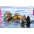 DK Ocean A Children's Encyclopedia