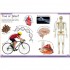 DK First Human Body Encyclopedia