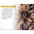 DK Amazing Bees