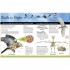 DK Everything You Need to Know About Birds