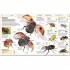 DK Knowledge Encyclopedia Animal!