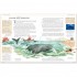 DK The Illustrated Family Bible