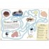 DK Ocean Ultimate Sticker Book