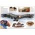 DK Eagle and Birds of Prey
