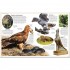 DK Eagle and Birds of Prey