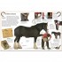 DK Horse