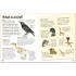 DK Birds