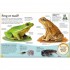 DK DKfindout! Reptiles and Amphibians