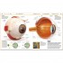 DK Knowledge Encyclopedia Human Body!