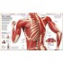 DK Knowledge Encyclopedia Human Body!