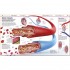DK Knowledge Encyclopedia Human Body!
