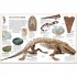 DK Fossil