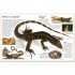 DK Reptile