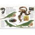 DK Reptile