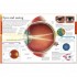 DK Human Body A Children's Encyclopedia