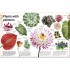 DK Trees, Leaves, Flowers and Seeds