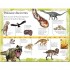 DK Dinosaurs Discovered