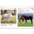 DK Pocket Eyewitness Horses