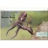 DK Pocket Eyewitness Insects