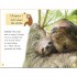 DK Sloths