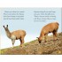 DK Llamas