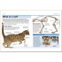 DK Pocket Eyewitness Cats
