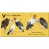 DK V is for Vulture