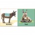 DK Baby Touch and Feel Bible Animals