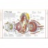 DK Stephen Biesty's Incredible Body Cross-Sections