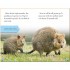 DK Reader Level 2: Meet the Quokkas!