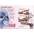 Usborne Your Body
