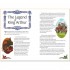 Usborne The Adventures of King Arthur