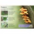 Usborne Trees